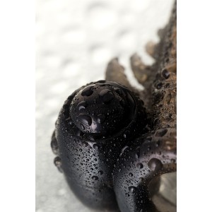 Насадка Toyfa XLover, для увеличения размера с кольцом и вибрацией, TPE, черная прозрачная, 14.5 см (иной угол)